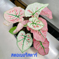 บอนสีบอนนอก สตอเบอรรี่สตาร์ แคโรลีนวอร์ตัน บับเบิ้ล สีสันต์สวยงามสะดุดตา ปลูก​ใน​กระถาง​4นิ้ว​ จัดส่ง​ทั้ง​กระถาง​