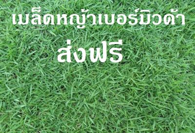 เมล็ดหญ้าเบอร์มิวด้า 1000 กรัม ราคาพิเศษ Bermuda Grass