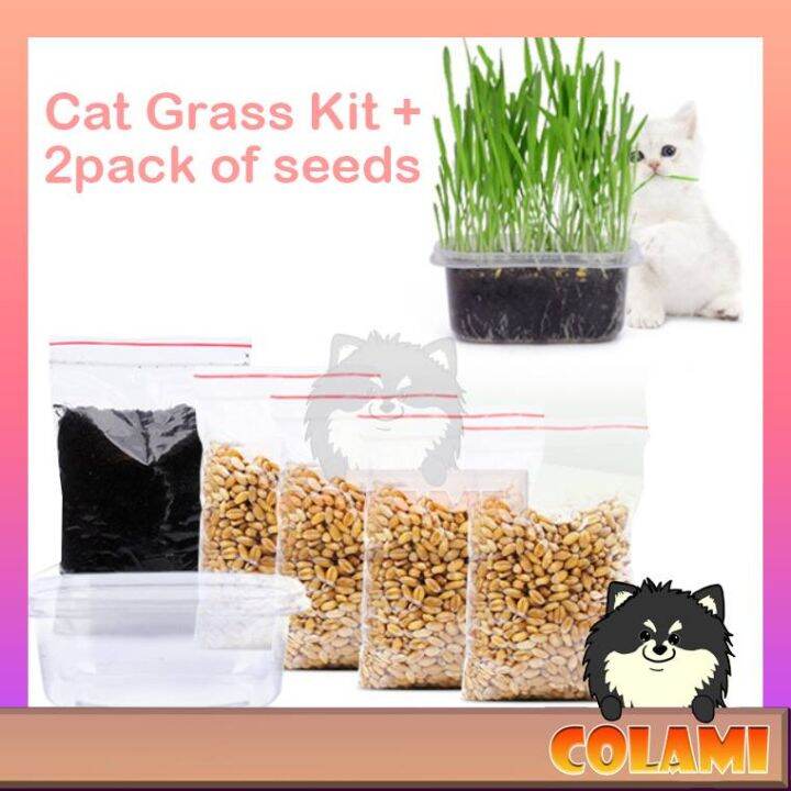 High Germination Self Grow Pets Healthy Cat Cat Wheat grass Seeds