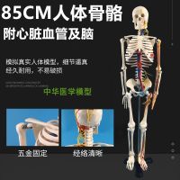 Authentic art art with medical standard 85 cm human body skeleton skeleton model with cardiovascular nerve