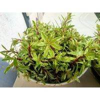 โปรดีล คุ้มค่า 1ชุดได้ 4 กิ่ง ลัดวิเจียไวท์ด่าง ( ludwigia sp. White) ไม้น้ำสีขาวตัวหายาก (ใบบก) ของพร้อมส่ง พรรณ ไม้ น้ำ พรรณ ไม้ ทุก ชนิด พรรณ ไม้ น้ำ สวยงาม พรรณ ไม้ มงคล