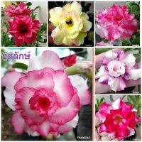 12 เมล็ด เมล็ดพันธุ์ ชวนชม สายพันธุ์ฮอลแลนด์ คละสี Adenium Seeds กุหลาบทะเลทราย Desert Rose ราชินีบอนไซ อัตรางอก 80-90% มีคู่มือปลูก