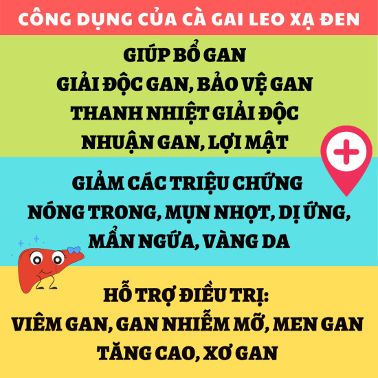 Giải độc gan cà gai leo xạ đen - hỗ trợ bổ gan, thải độc gan, thanh nhiệt - ảnh sản phẩm 3