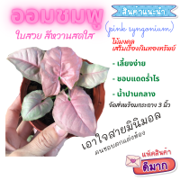 ต้นออมชมพู pink syngonium ออมชมพู ออมเงิน ออมทอง ไม้ฟอกอากาศ ต้นไม้มงคล เสริมเรื่องเงินทอง
ใบสวย สีหวานสดใส เอาใจคนชอบตกแต่งห้อง
เลี้ยงง่าย ชอบแดดร่ำไร  น้ำปานกลาง
จัดส่งพร้อมกระถาง 3 นิ้ว