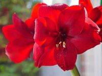 1 หัวว่าน ว่านสี่ทิศฮอลแลนด์ Amaryllis inferno 18-24 ซม สินค้านำเข้า แช่เย็นแล้ว หัวขนาดใหญ่ สินค้าจำนวนจำกัด