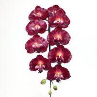 Oriental Fine Art ช่อกล้วยไม้ฟาร์แลน 9 ดอก กล้วยไม้ประดิษฐ์ก้านยาว Artificial orchid stem