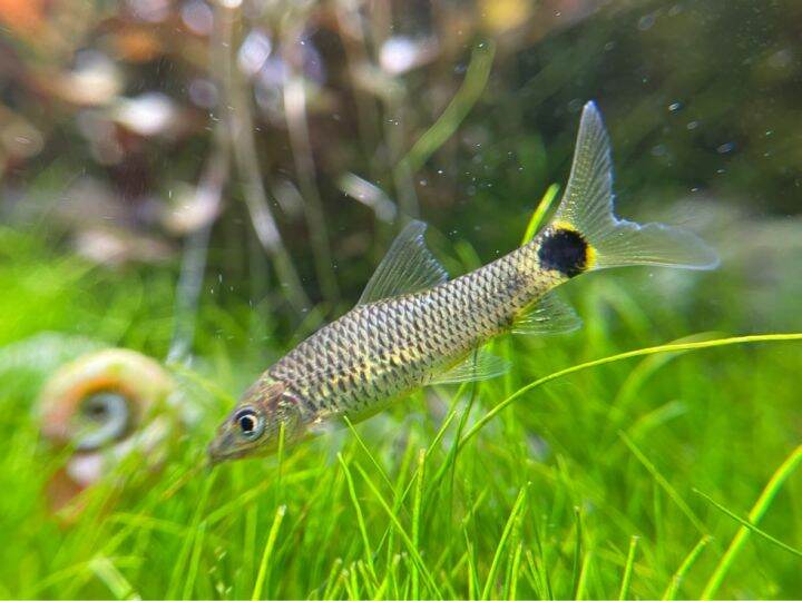 🔥🔥🔥Silver Flying Fox / Crossocheilus Reticulatus from HK AquaTech ...
