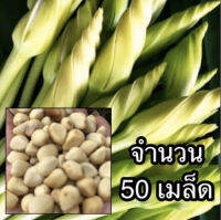 ชมจันทร์ เมล็ดพันธุ์เพื่อปลูก จำนวน 50 เมล็ด