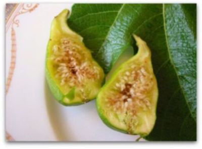 10 เมล็ด เมล็ดมะเดื่อฝรั่ง Figs สายพันธุ์ Peters Honey (ปีเตอร์ฮันนี่) ของแท้ 100% มะเดื่อฝรั่ง หรือ ลูกฟิก (Fig) อัตรางอก 70-80% Figs seeds มีคู่มือวิธีปลูก