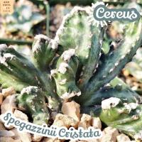 [ปะการัง คริส] Cereus Spegazzinii Cristata คริสตาต้า แคคตัส ต้นไม้ ไม้หนาม ไม้ทนแล้ง กุหลาบหิน ไม้อวบน้ำ พืชอวบน้ำ succulent cactus กระบองเพชร ของขวัญ