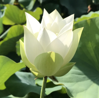 5 เมล็ด บัวนอก บัวนำเข้า บัวสายพันธุ์ Classic White Lotus สีขาว สวยงาม ปลูกในสภาพอากาศประเทศไทยได้ ขยายพันธุ์ง่าย เมล็ดสด