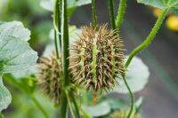 10 เมล็ดพันธุ์ แตงกวาเงาะ หรือแตงกวาป่า(กินได้) ornamental cucumber Seeds มีคู่มือพร้อมปลูก อัตรางอก 80-85%