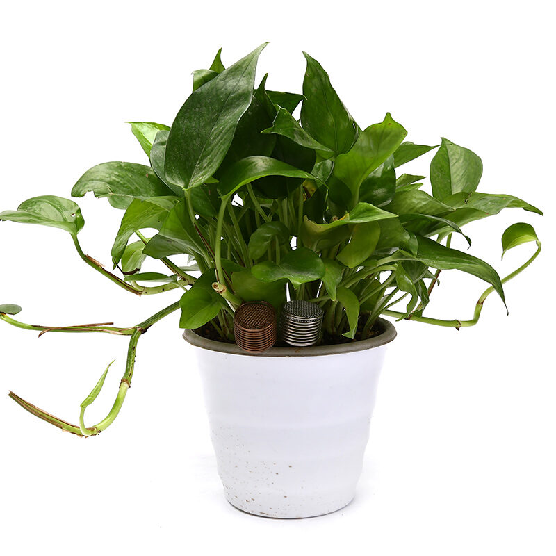 5PCS Stainless Steel Fertilizer Basket Bonsai Automatic Fertilizer Box P2 