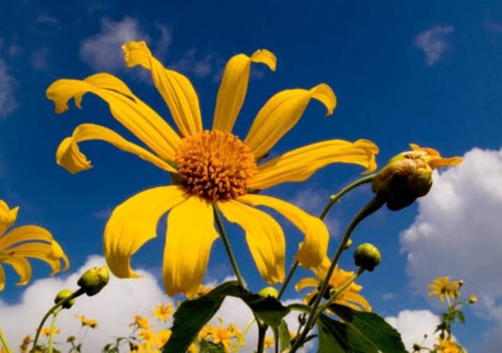 บัวตอง-เมล็ดพันธุ์ดอกบัวตอง-mexican-sunflower-weed-seeds-บรรจุ10-เมล็ด-10-บาท