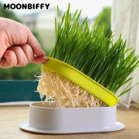 New Pet Cat Sprout Dish Growing Pot Hydroponic Plant Cat Grass Germination Digestion Starter Dish Greenhouse Grow Box