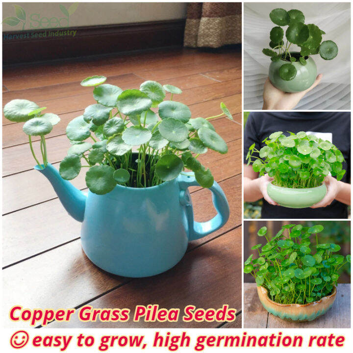 [Fast Germination] Copper Grass Pilea Seeds for Planting (50pcs/pack