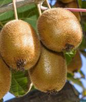 10 เมล็ด เมล็ดกีวี่ (Kiwi) พันธุ์ Abbott ของแท้ 100% อัตรางอก 70-80% มีคู่มือปลูก ปลูกในกระถางได้