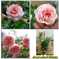 (1ต้น)(vาย ต้นพันธุ์) ต้น ดอก Abraham darby ( อับราฮัม ดาร์บี้ ) กุกลาบ rose เบนซ์ / วาสนา / กุลชญา