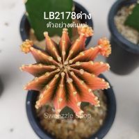 *ซื้อ1 แถม1* กระบองเพชร แคคตัส (Cactus) ไม้กราฟ LB 2178 แท้ *ด่างล้วน* 12-13 พู กราฟตอ 3 เหลี่ยม (รูป1-2ตัวอย่างต้นแม่) ส่งแบบถอดกระถาง