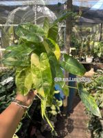 Philodendron burble marx (กระถางขนาด5นิ้ว)