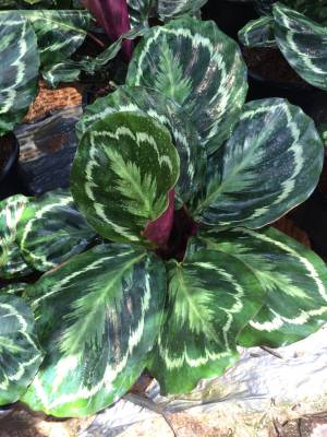 คล้านกยูงรำแพน (ต้นนกยูงรำแพน)#Calathea ไม้ประดับ ไม้มงคลเสริมการค้าขาย เสริมโชคลาภร่ำรวยเงินทอง กระถาง8-11นิ้ว