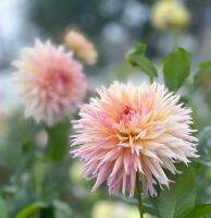 20 เมล็ดพันธุ์ รักเร่ Dahlia Seeds สายพันธุ์ SHAGGY CHIC สีชมพู รักเร่ รักแรกพบ ดอกไม้แห่งมิตรภาพ ความรักเริ่มต้น เพาะเลี้ยงง่าย ตั้งโต๊ะทำงาน