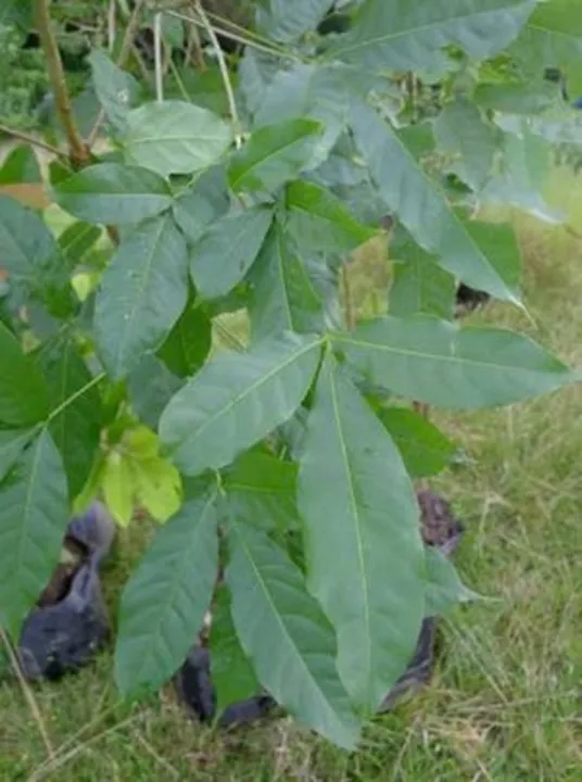 Molave Seeds for Planting (3 seeds) Lazada PH