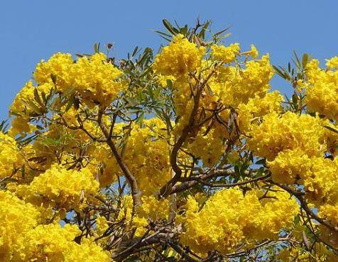 เมล็ดเหลืองปรีดียาธร-tabebuia-argentea-britt-35-บาท-30-เมล็ด