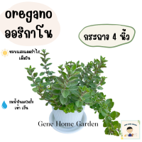 ออริกาโน Oregano ขนาดกระถาง 4 นิ้ว