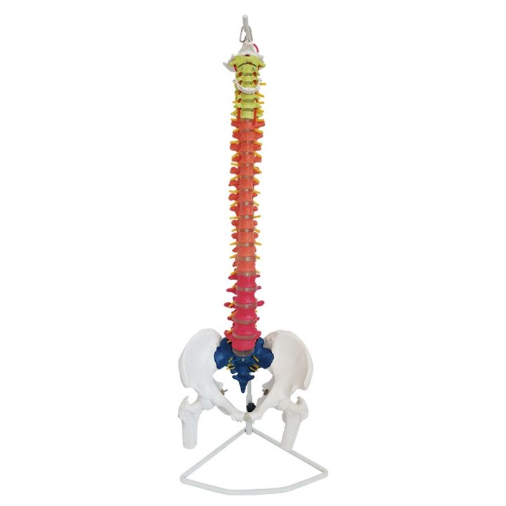 white-color-model-of-the-human-body-vertebra-pelvis-half-his-leg-coccyx-spinal-bones-skeleton-medical-lumbar-cervical-spine