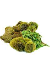 No.0004 ขนาด 10 กรัม MOSS มอส พืชจิ๋ว เบาะสัตว์เลื้อยคลาน Terrarium Bonsai Decor. ป่าธรรมชาติ พรม มอสเเต่งสวนถาด มอสปูบอนไซ