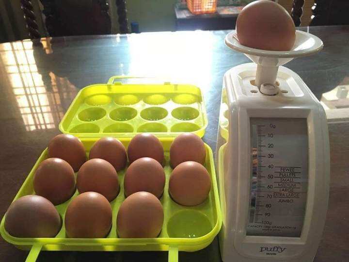 EGG SCALE MADE IN JAPAN - TANITA