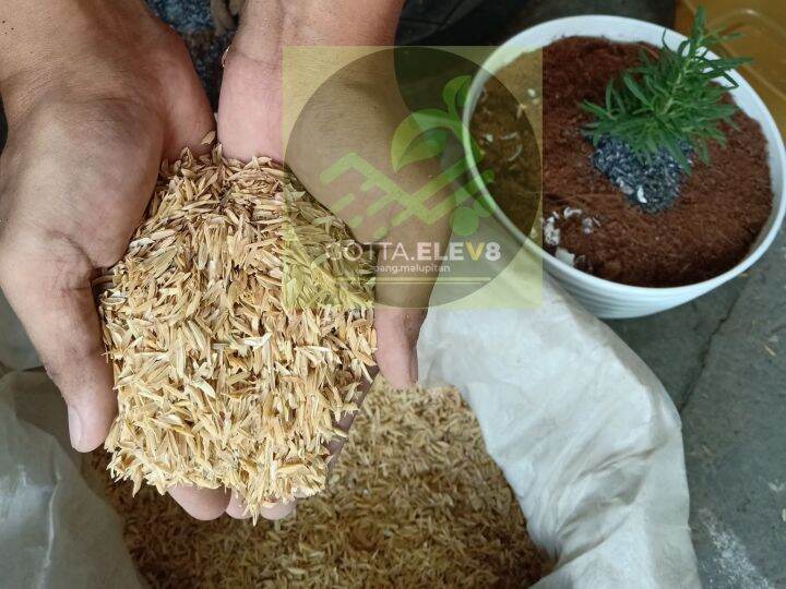 Cat Litter Sand Extender Rice Hull (Ipa ng Palay) Lazada PH