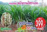 หญ้าหวานอิสราเอล 300 ท่อน แถมฟรี 30 ท่อน เพียง 399 บาท ส่งฟรี