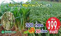 หญ้าเนเปียร์แคระ 300 ท่อน แถมฟรี 30 ท่อน เพียง 399 บาท