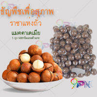 ?แมคคาเดเมีย 500g อบพร้อมทาน  แบบมีเปลือก เต็มเม็ด (แถมที่แกะเปลือกฟรี)  ธัญพืชเพื่อสุขภาพ ราชาแห่งถั่ว