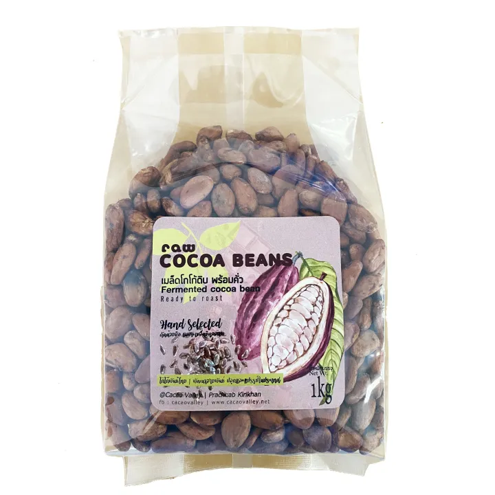 Raw Cacao Bean, fermented, ready to roast for cacao nibs เมล็ดโกโก้