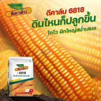 เมล็ดใหม่ของปี 2566 เมล็ดพันธุ์ 6818 ข้าวโพดเลี้ยงสัตว์ 1กระสอบ บรรจุ 10 กก. ฝักใหญ่ แกนเล็ก ขนาดเมล็ด 3.5 หุน เมล็ดเนื้อเต็มคุณภาพสูง