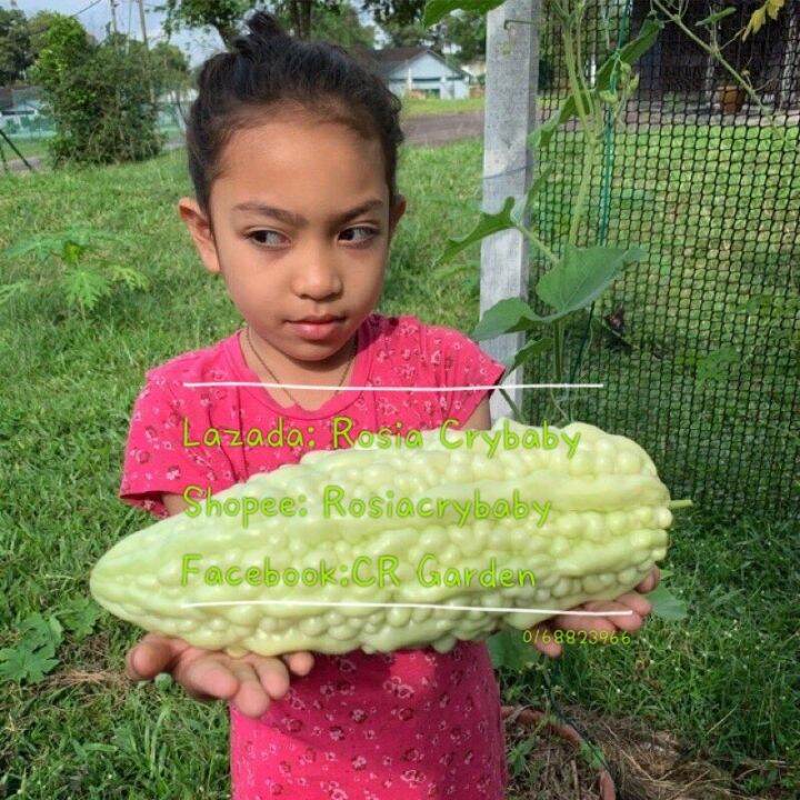 White Bitter Gourd Seed 50 seeds (not live plants) Lazada PH
