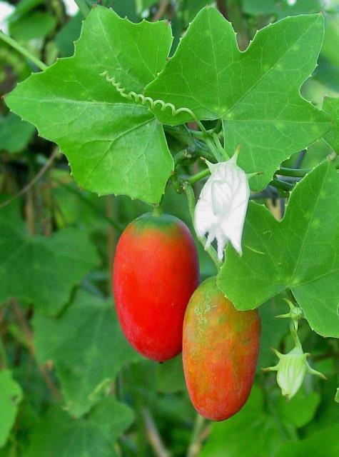 200-เมล็ด-ตำลึง-ผักพื้นบ้านปลูกง่าย-โตไว้-อร่อย-ตำลึง-ivy-gourd