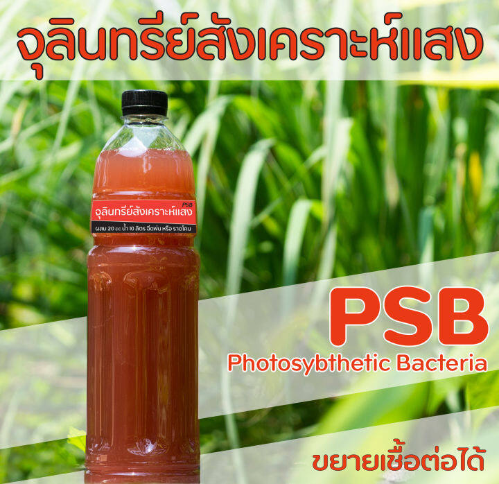 หัวเชื้อจุลินทรีย์สังเคราะห์แสงแบบเข้มข้น-psb-ขนาด-1-ลิตร-นำไปขยายเชื้อต่อได้