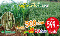 หญ้าเนเปียร์แคระ 500 ท่อน แถมฟรี 30 ท่อน เพียง 599 บาท ส่งฟรี