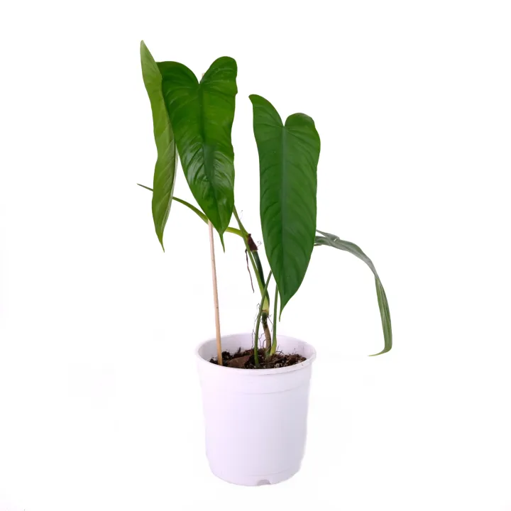 Philodendron Sharoniae by Plant Shoppe PH | Lazada PH