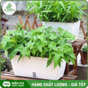Chậu trồng rau thông minh Mi Garden