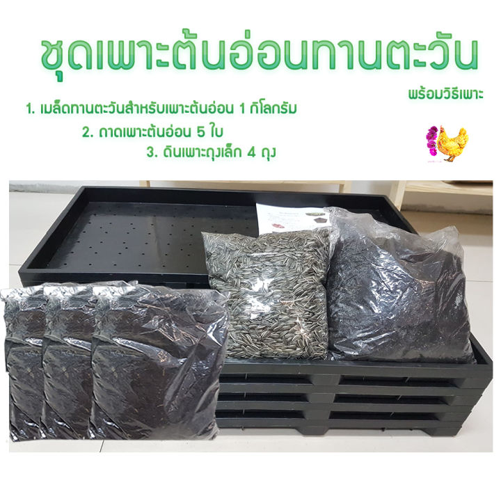 ชุดเพาะต้นอ่อนทานตะวัน-diy-ชุดปลูกผัก-อาหารเพื่อสุขภาพ-เพียง-7-วันได้รับประทาน-ได้ทั้งถาดเพาะ-เมล็ดพันธุ์-และดินปลูก-พร้อมวิธีเพาะ-จำ