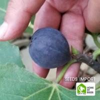 เมล็ดมะเดื่อฝรั่งพันธุ์ Sapanca Fig (30 เมล็ด)