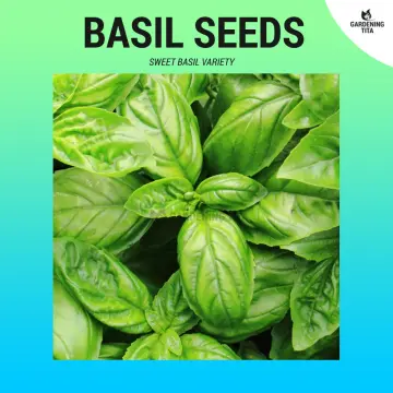 drinking basil seeds Buy drinking basil seeds at Best Price in