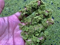 แหนแดง สด 100กรัม คัดพิเศษสำหรับขยายพันธุ์ พันธุ์กรมวิชาการเกษตร (Azolla Microphyla) รับประกันสินค้าถึงมือลูกค้าต้องไม่ตาย