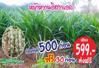 หญ้าหวานอิสราเอล 500 ท่อน แถมฟรี 30 ท่อน เพียง 599 บาท ส่งฟรี