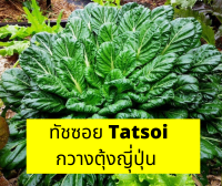 ทัชซอย เมล็ด Tatsoi Seed